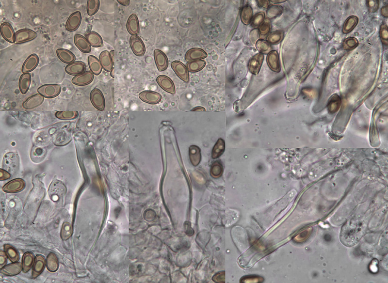 Inocybe tigrina spory hymeniální cystdy